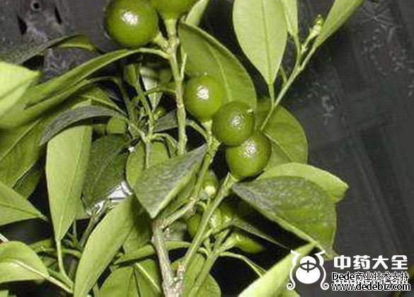 金橘葉