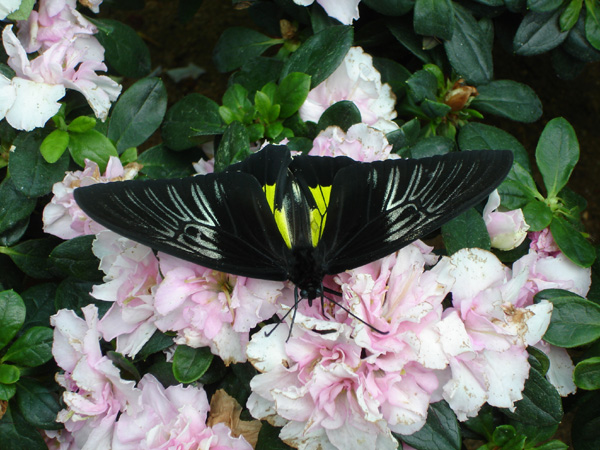 菩提樹花