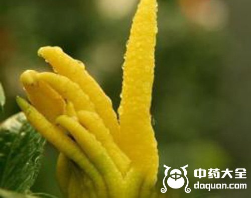 香櫞露