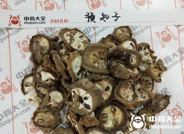 預知子