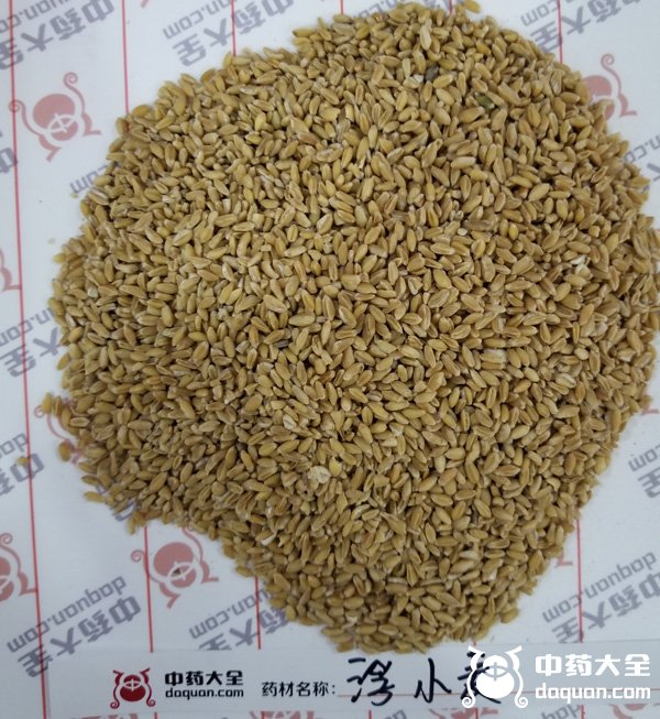 浮小麥