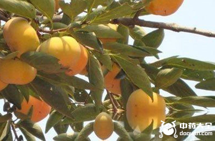 黑塔子葉