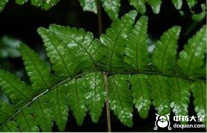 黑色鱗毛蕨根