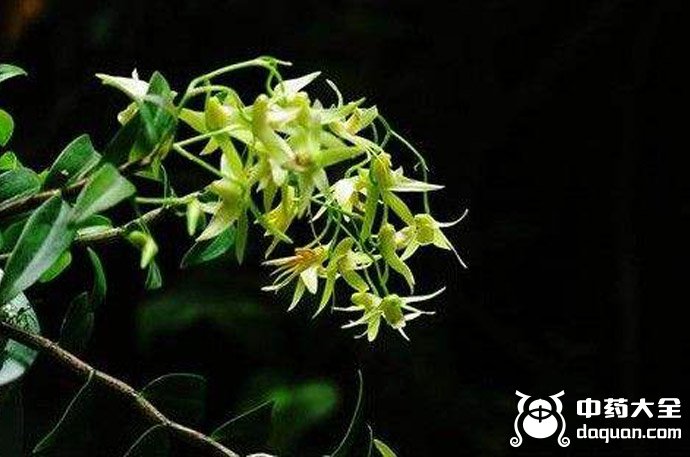黑節(jié)草