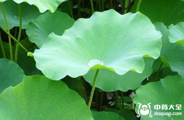 荷葉