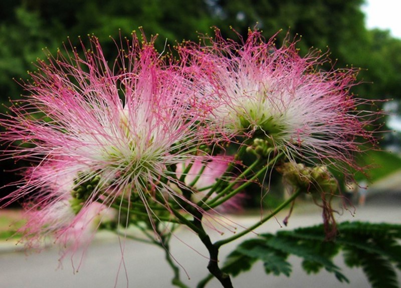 合歡花
