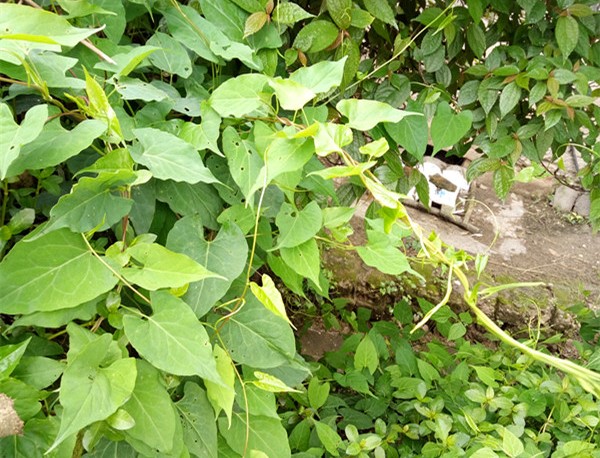 何首烏葉
