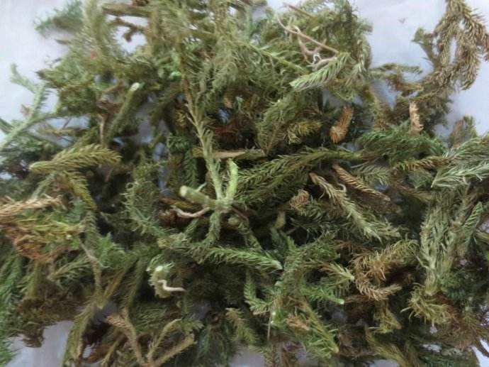 和筋草