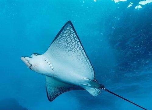 海鷂魚