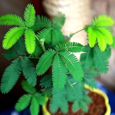含羞草