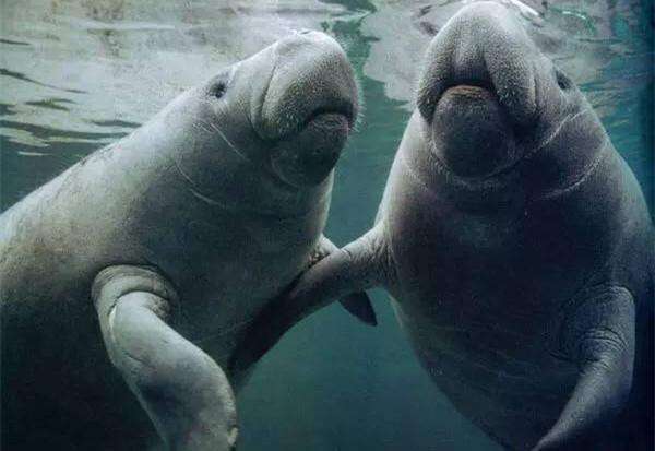 海牛 海牛