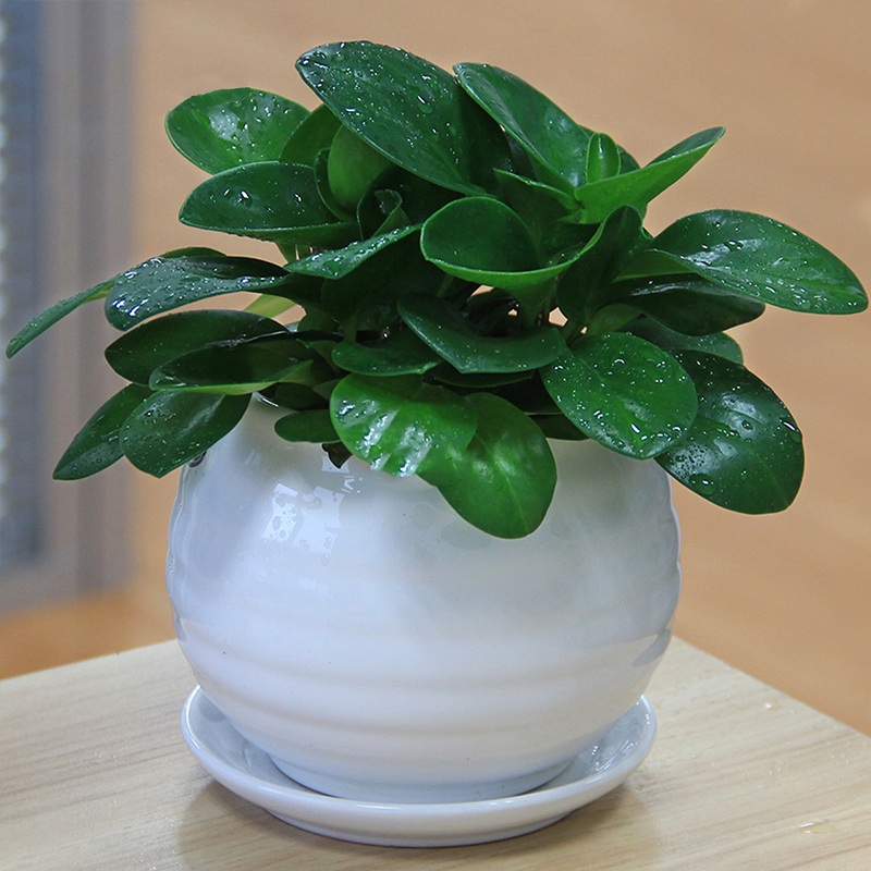 海尼豆瓣綠