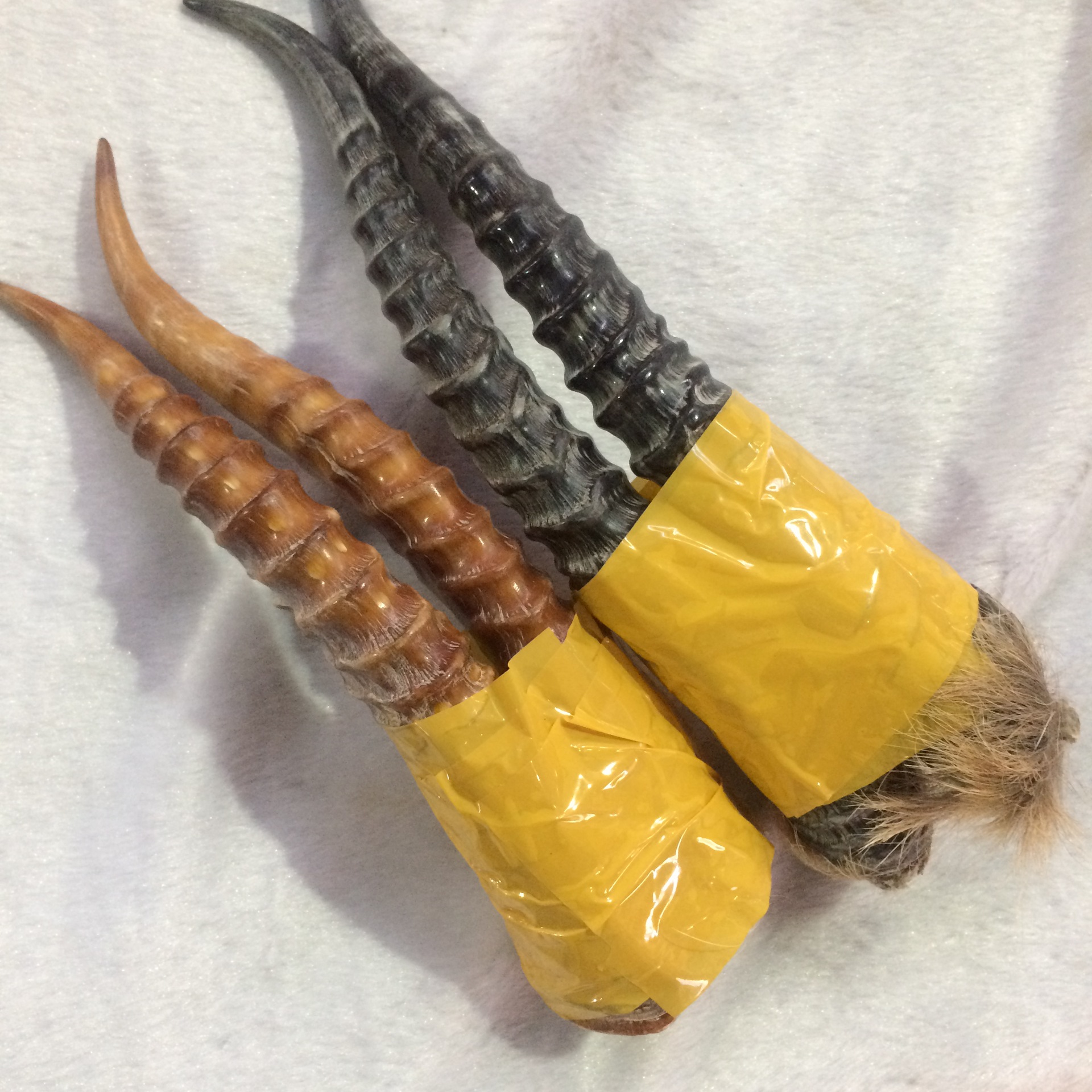 領羊角