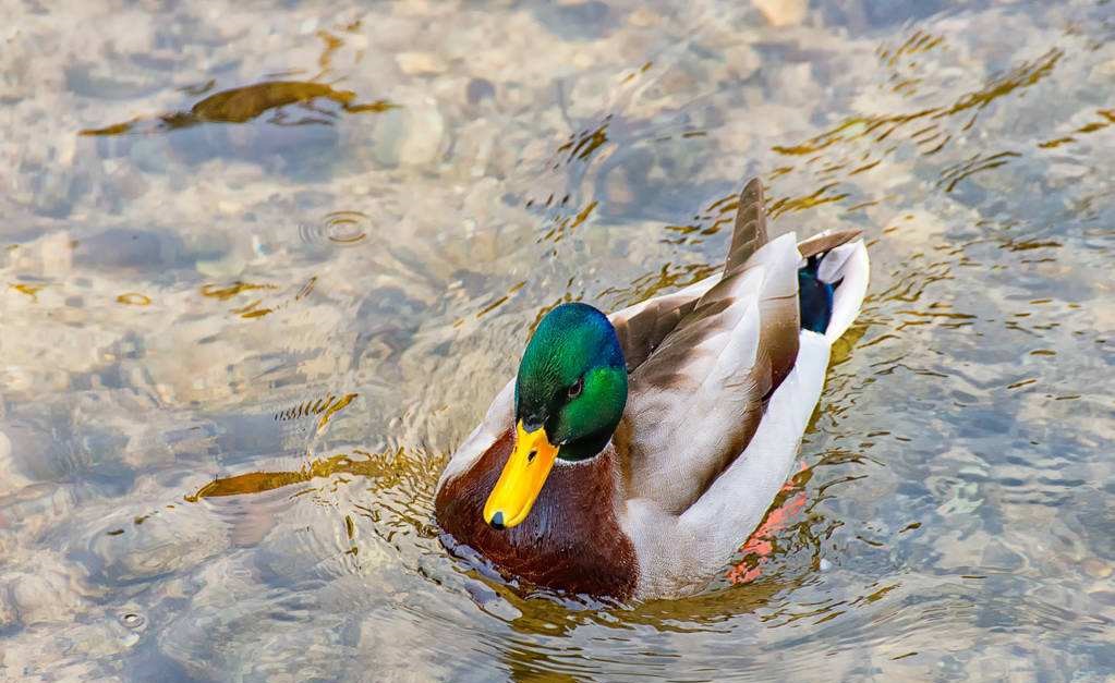 鳧羽