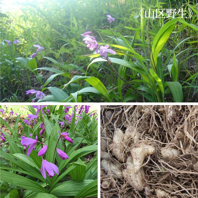 白術(shù)-白及