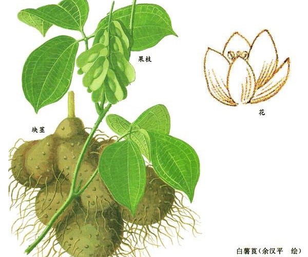 白薯莨