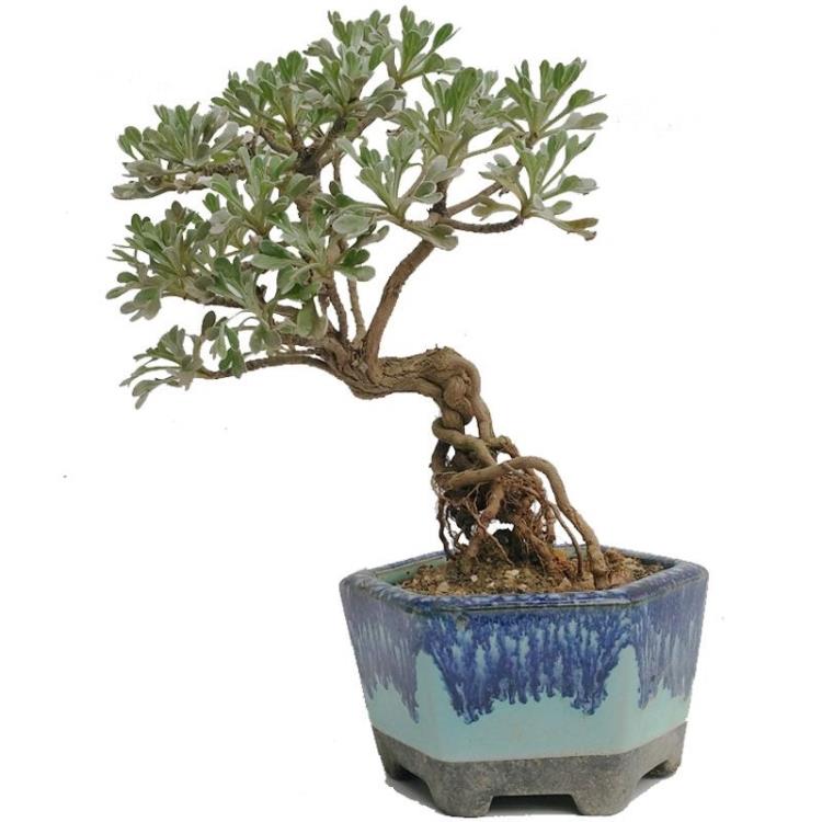 芙蓉菊根