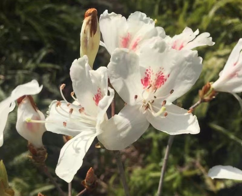 白花映山紅