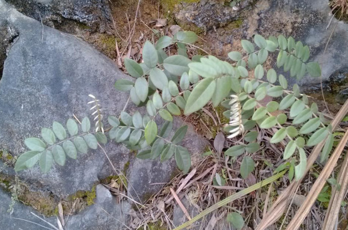 白花灰毛槐樹