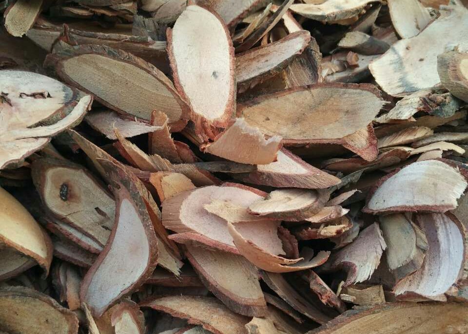 白飯樹根