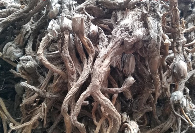 白頭翁莖葉 白頭翁莖葉