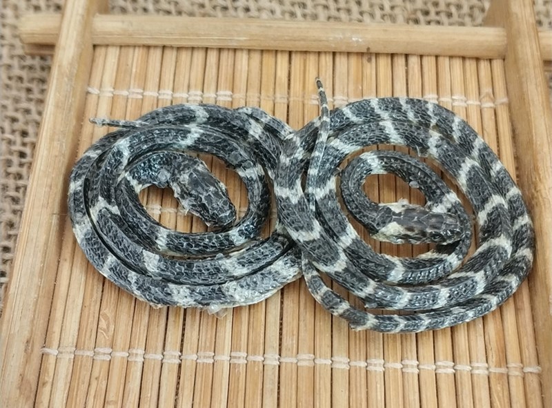 白花蛇頭
