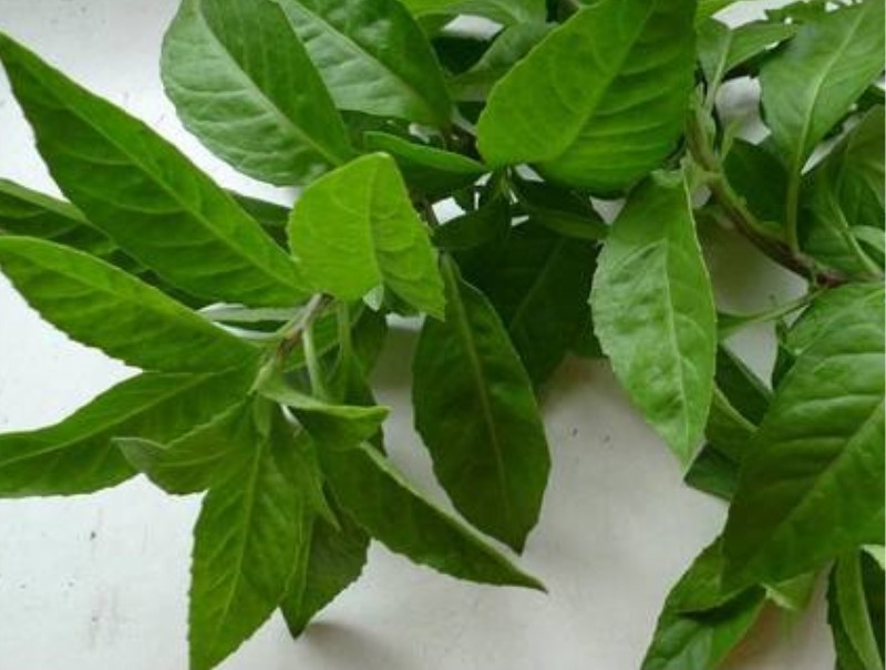 白背三七莖葉
