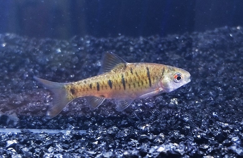 鲃魚(yú)