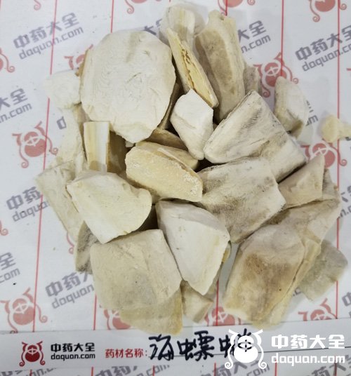 金烏賊(海螵蛸)