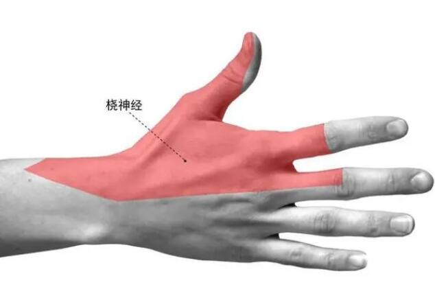 橈神經(jīng)損傷的臨床表現(xiàn)有哪些？