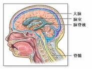 急性播散性腦脊髓炎 急性播散性腦脊髓炎