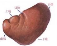 胸痹心痛