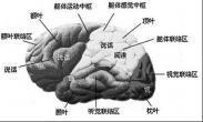 腦萎