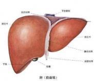 老年人原發(fā)性肝癌 老年人原發(fā)性肝癌