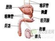 尿潴留 尿潴留