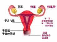 嬰幼兒陰道炎 嬰幼兒陰道炎